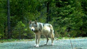 The great wolf caught by trail cam in his new home in Oregon's Southern Cascades. 